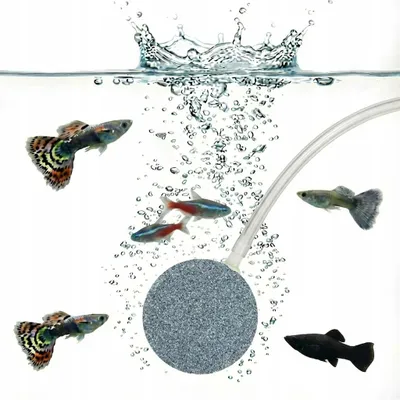 Immagine prodotto di Pietra decorativa per acquario con diffusore d'aria, 4 cm, per tubo da 4/6 mm, grigio