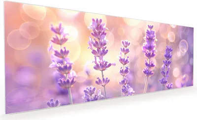 Produktbild von Küchenrückwand Spritzschutz Glas mit Motiv Lavendelblütenfeld 40 x 40 cm