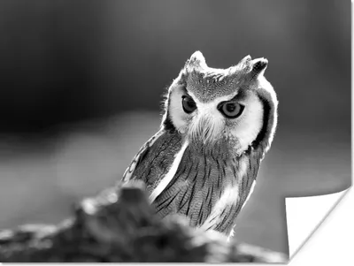 Produktbild von MuchoWow® Poster Nahaufnahme Eule in der Natur - schwarz und weiß 40x30 cm - Plakate für die Wände - Poster Wohnzimmer