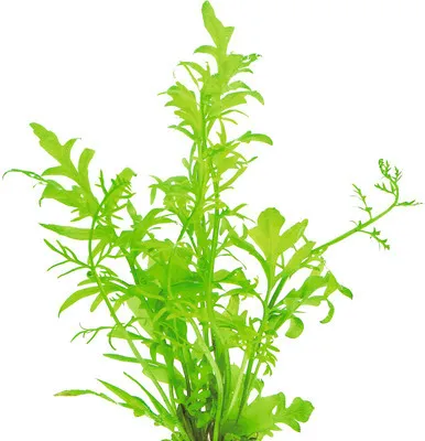 Produktbild von Grobblättriger Hornfarn - Ceratopteris cornuta