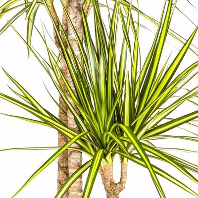 Zdjęcie produktu dla Dracaena marginata Sunray - drzewo smocze - roslina doniczkowa - Ø24cm - Ø130