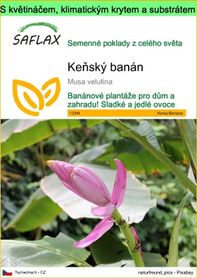 Obrázek produktu pro SAFLAX Garden to go - Keňský banán - Musa velutina - 8 Semena - S květináčem, klimatickou poklicí a pěstebním substrátem