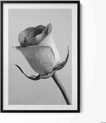 Produktbild von Graue feine Rosenblüte– Wandbild mit Rahmen – Gerahmtes Bild  – Wanddekoration – 70x100 cm –  Schwarz Rahmen
