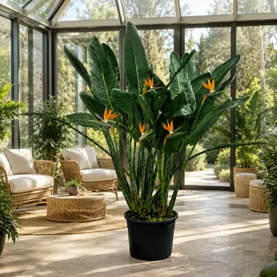 Obrázek produktu pro Strelitzia reginae, také známá jako "rájová květina", výška cca 150 cm – velká papouščí květina, exotická pokojová rostlina vhodná do obývacího pokoje a zimní zahrady, Obrázek vytvořený pomocí AI