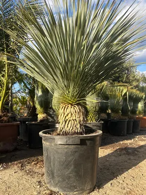 Produktbild von Yucca Rostrata ca.120cm Winterhart bis -19 Grad blaue Palmlilie