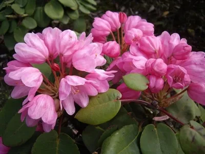 Produktbild von Wild Rhododendron / Alpenrose - Rhododendron orbiculare 30-40cm