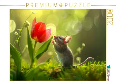 Produktbild von CALVENDO Puzzle Eine tolle Blume | 2000 Teile Lege-Größe 90x67cm Foto-Puzzle für glückliche Stunden