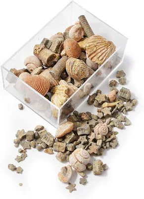 Produktbild von Fossilien und Gesteinsbox für Schule und Zuhause