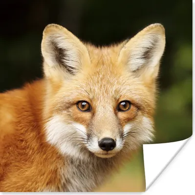 Produktbild von MuchoWow® Poster Fuchs - Welpe - Porträt 75x75 cm - Wand Dekoration