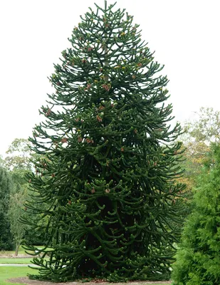 Produktbild von Chilenische Schmucktanne 20–25 cm | Araucaria araucana | Andentanne Affenbaum winterhart im Topf
