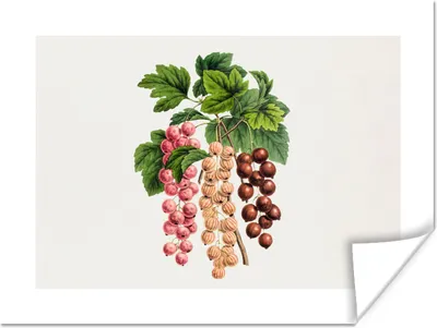 Produktbild von MuchoWow® Poster Obst - Weinlese - Blätter 160x120 cm - Foto Plakat