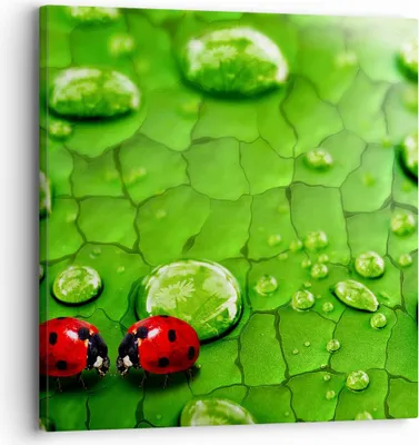 Produktbild von Bild auf Leinwand - Leinwandbild - Marienkäfer Gras Blatt Tropfen - 30x30cm - Wand Bild - Wanddeko - Leinwanddruck - Bilder - Kunstdruck - Wanddekoration - Leinwand bilder - Wandkunst - AC30x30-2363