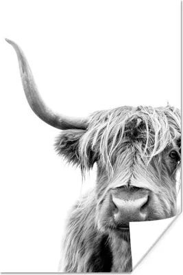 Produktbild von MuchoWow® Poster Schottischer Highlander - Tiere - Schwarz - Weiß 40x60 cm - Plakate für die Wand - Poster Babyzimmer