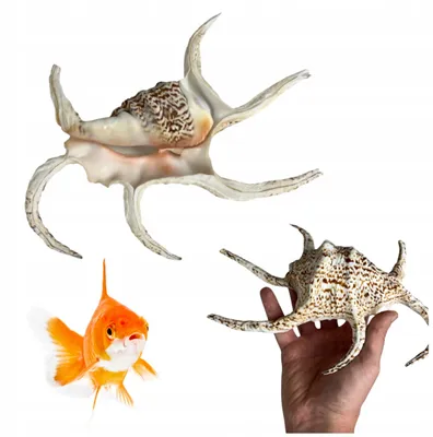 Immagine prodotto di Decorazione per acquario conchiglia Lambis Chiragra naturale grande 25 cm, ornamento marino realistico