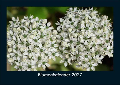 Produktbild von Blumenkalender 2027 Fotokalender DIN A5
