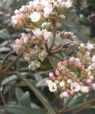 Produktbild von Prager Schneeball 'Viburnum Pragense' immergrün 30 - 40 cm