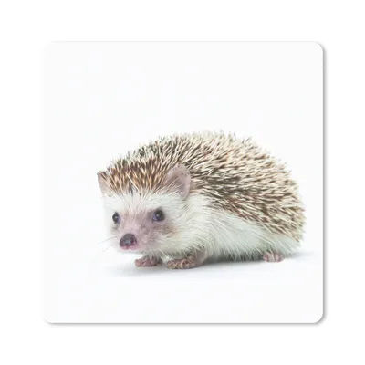 Produktbild von MuchoWow® Mauspad Mousepad Igel - Tiere - Weiß 30x30 cm - Mousepads - Maus Mat - Pad - Mausunterlage - Gaming