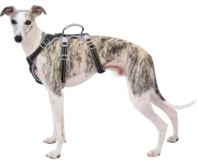Immagine prodotto di Imbracatura per cani, antiscappamento, riflettente, con maniglia, regolabile, senza tirare, taglia XL, colore nero