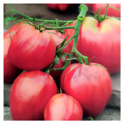 Produktbild von 15 Samen Ochsenherz Tomate rosa-rot bis 600g schwer herzförmig
