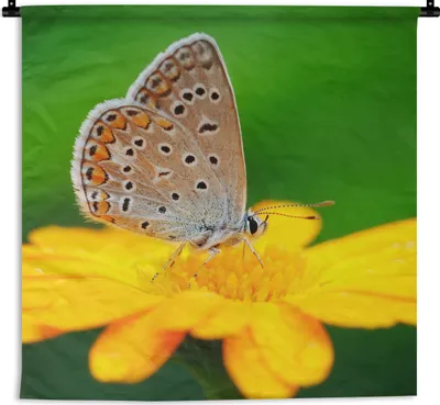Produktbild von MuchoWow® Wandteppich Wandbehang Blumen - Schmetterling - Natur 120x120 cm Tapisserie Dekoration Wandtuch - Modern - Baumwollgewebe