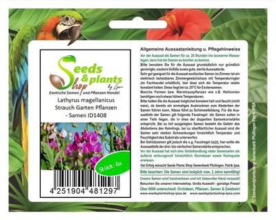 Produktbild von 6x Lathyrus magellanicus Strauch Garten Pflanzen - Samen ID1408