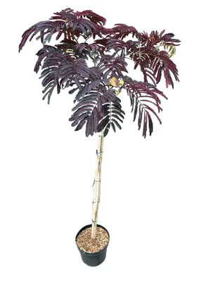 Produktbild von Seidenakazie / Schlafbaum / Schokoladenbaum Stämmchen, Albizia julibrissin 'Summer Chocolate' – 110-120 cm