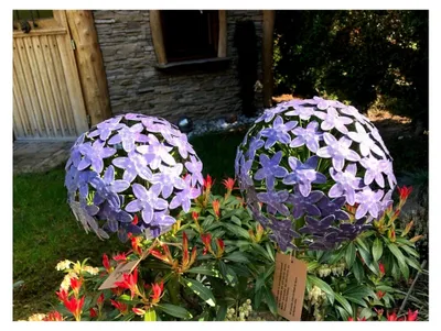 Produktbild von Allium Blütenkugel Purple für Garten und Terrasse aus Metall, handgefertigt (Größe: 20 x 20 x 116,2 cm)