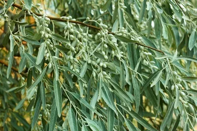 Produktbild von Russische Olive Samen 12 Stück, winterhart, für Bonsai, duftende Blüten