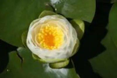 Produktbild von 2 HALBZWERGSEEROSEN Tuberosa Richardsonii, weiss