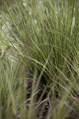 Produktbild von Carex brunnea 'Jenneke', Ziergras, immergrün, 2 Liter Container