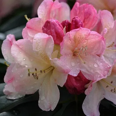 Image de Rhododendron « Percy Wiseman » | 40-50 cm en pot