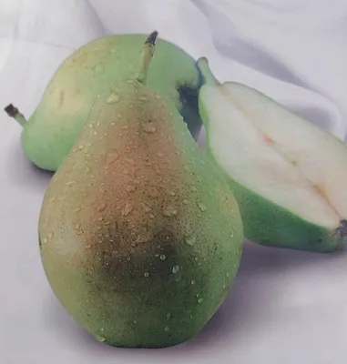 Obrázek produktu pro Pyrus communis 'Blanca de Aranjuez' 170-200 cm / kmen 80-100 cm - hrušeň obecná