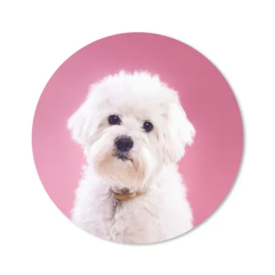 Produktbild von MuchoWow® Mauspad Mousepad Malteser Hund mit rosa Hintergrund 20x20 cm - Mousepads - Maus Mat - Pad - Mausunterlage - Schreibtischmatte
