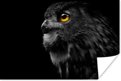 Produktbild von MuchoWow® Poster Eule - Vogel - Schwarz - Porträt 30x20 cm - Plakate - Print