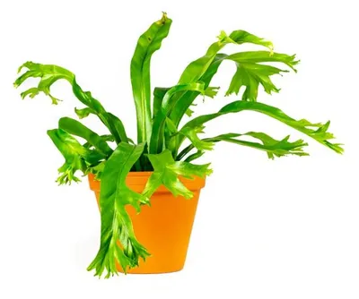 Obrázek produktu pro Gardners Asplenium Nidus Crissie, průměr 12 cm