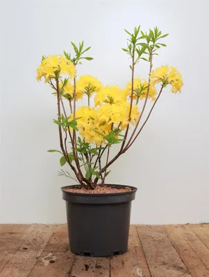 Produktbild von Rhododendron luteum, gelb, 30–40 cm