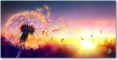 Produktbild von Tulup® Glas-Bild - 100x50 -Wandkunst - Wandbild hinter gehärtetem Sicherheitsglas  - Blumen & Pflanzen - Pusteblume - Mehrfarbig