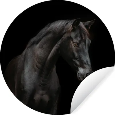 Produktbild von MuchoWow® Runde Wandtattoo - Wandsticker Tapete Aufkleber Pferd - Tier - Schwarz Ø 50 cm Selbstklebend und Repositionierbar - Wandaufkleber - Kreis - Wand Kreis - Wand Bild - Foto Tapete - Selbstklebende - Wohnzimmerdekoration - Wand Dekoration - Kinderzimmer