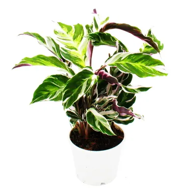 Zdjęcie produktu dla Roslina cieniolubna o niezwyklym wzorze lisci - Calathea Fusion White - doniczka 14 cm - wysokosc ok. 40 cm