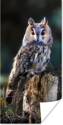 Produktbild von MuchoWow® Poster Eule - Herbst - Vogel - Äste 60x120 cm - Wandschmuck