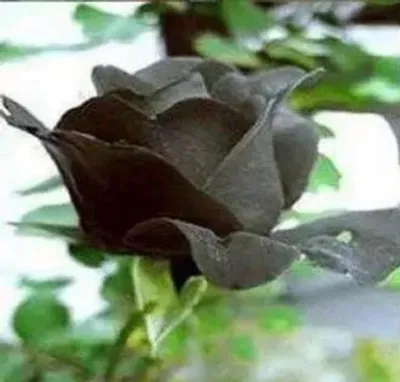 Produktbild von 50 Stück Seltene Rosenblumensamen – Exklusive Zierpflanze für Garten & Dekoration