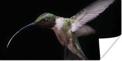 Produktbild von MuchoWow® Poster Kolibri - Vogel - Federn 40x20 cm