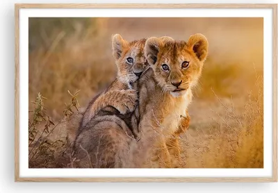 Produktbild von Gerahmtes Poster - Rahmen in heller Eiche - Löwe Natur Tier - 91,5x61 cm - Wand Bild - Wanddeko - Wandbilder - Kunstposter - Wandposter - Bilderrahmen - Bilder - Kunstdruck - Wandbild P2NAA91x61-3480