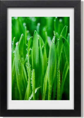 Produktbild von Bild 20x30 MDF-Rahmen, Wandkunst Grashalme
