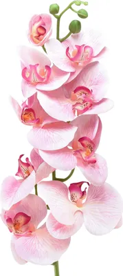 Produktbild von Orchidee Phalaenopsis Kunstblume Rosa Weiß 96cm 9 Blüten Deko