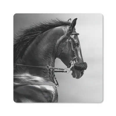 Produktbild von MuchoWow® Mauspad Mousepad Pferde - Schwarz - Porträt - Tiere 20x20 cm - Mousepads - Maus Mat - Pad - Mausunterlage - Desk Mat - Bureauartikeln