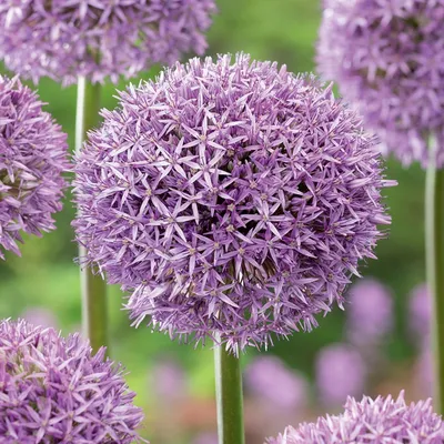 Produktbild von Blumenzwiebeln Zwiebeln Zierlauch Allium Stipitatum 1 St.