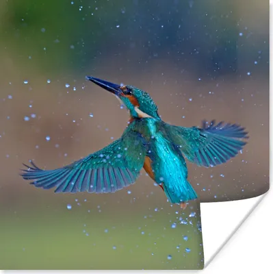 Produktbild von MuchoWow® Poster Eisvogel - Fliegen - Blau 100x100 cm - Babyzimmer