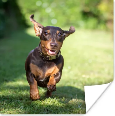 Produktbild von MuchoWow® Poster Ein sprintender Dackel 100x100 cm - Babyzimmer