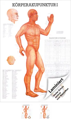 Produktbild von Körperakupunktur I Mini-Poster Anatomie 34x24 cm medizinische Lehrmittel